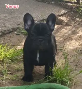 French Bulldog - Venusz