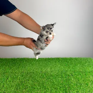 Chihuahua - Lindsay