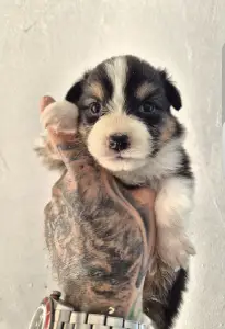 Australian Shepherd - Lujza