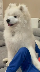 Samoyed - Happy Hómancs Amigo
