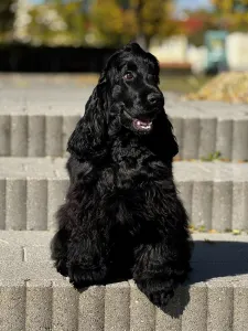 Englischer Cocker Spaniel - Star