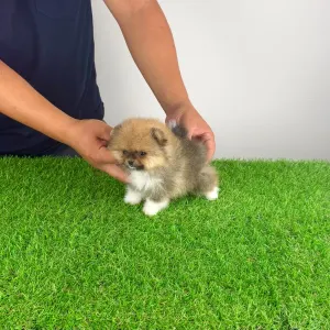Pomeranian - Mandarin