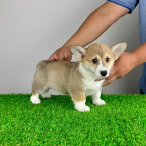 Welsh Corgi Pembroke - Rydia