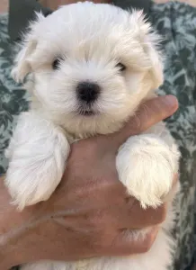 Maltese - Bruno