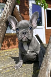 French Bulldog - Timon