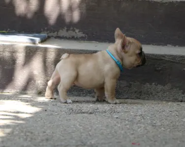 French Bulldog - Ben