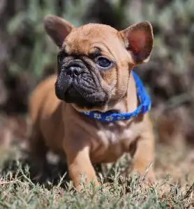 French Bulldog - Urus