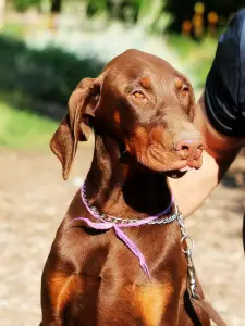 Dobermann - Liliom Male