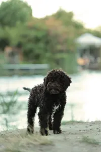 Lagotto Romagnolo - Stelle Del Lagotto Amore Byron Beauty
