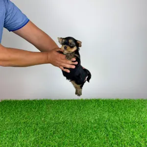 Yorkshire Terrier - Zonky