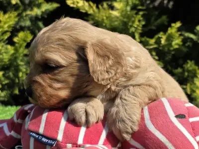 Cavapoo - Finn