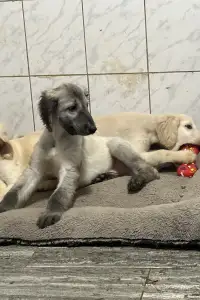 Afghanischer Windhund - Xavian