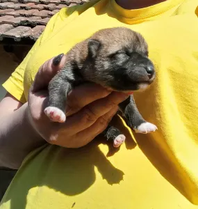 Shiba - Scamp Crowd D... 