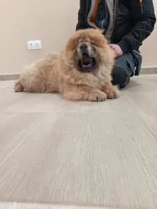 Chow Chow - La Casa De Chow Dior 