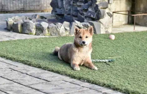 Shiba - Bravados Benika