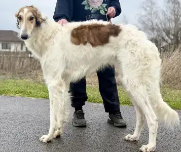 Barsoi - Carskiy Favorit Virazh