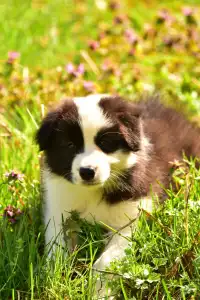 Pembroke Welsh Corgi - Gingers Heritage Iris Down "iris"