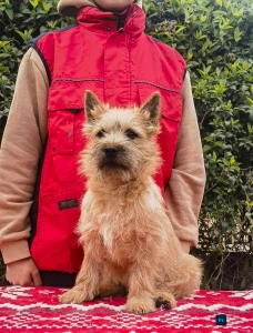 Cairn Terrier - Amiral