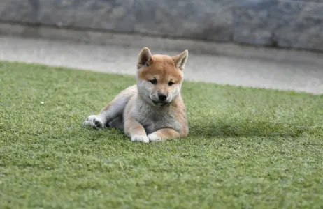 Shiba - Bravados Inori