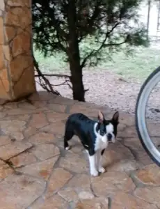 Boston Terrier - Fibi