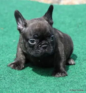 French Bulldog - Lyon