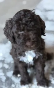 Lagotto Romagnolo - Áfonya