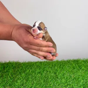 Welsh Corgi Pembroke - Ayka