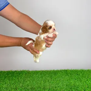 Cavalier King Charles Spaniel - Karosso