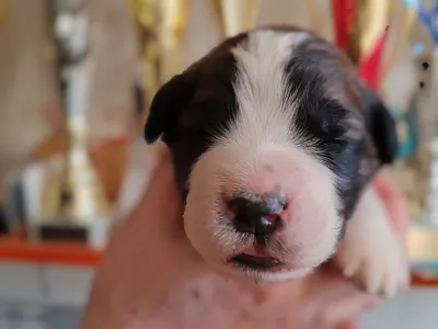 Moskiewski pies stróżujący - Egresvölgyi Morgan 