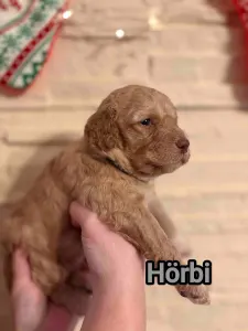 Lagotto Romagnolo - Best Hun-ter World Hörbi