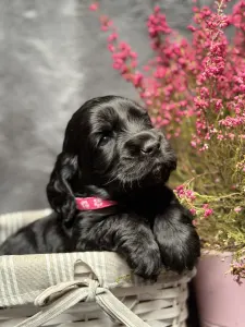 Anglický kokršpaněl - Queen