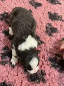 Border Collie - Lila Nyakörv/ Fekete Kan