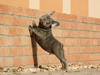 French Bulldog - Zeusz