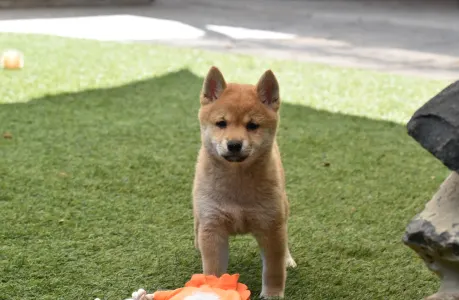 Shiba - Bravados Yoko