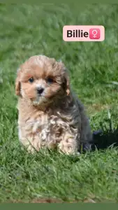 Maltipoo - Billie
