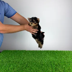 Yorkshire Terrier - Fortuna