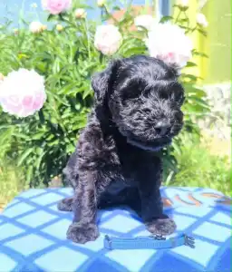 Terrier Kerry Blue - Badacsonyalja Dream Blue Legend – Kerry Blue Terrier Kan Kölyök