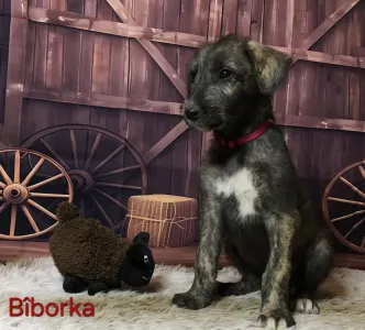 Irischer Wolfshund - Bìborka