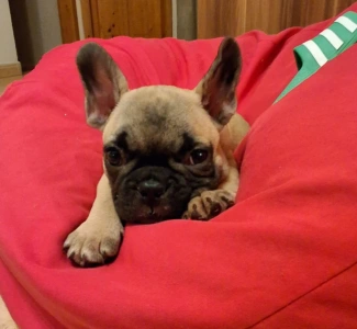 Francia bulldog - Hero From Lilis Breed