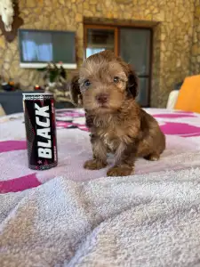 Maltipoo - Bella