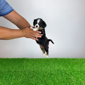 Cavalier King Charles Spaniel - Veritas