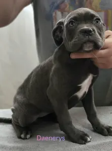 Cane Corso Italiano - Forza Di Diavolo Daenerys