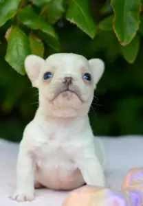 French Bulldog - Elke