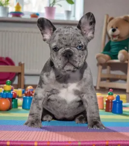 French Bulldog - Kíra