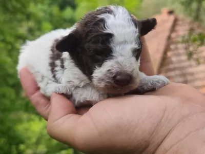 Romagna Water Dog - D- The Royal Town Of Bobovac