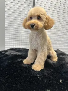 Poodle Miniature - Elivien