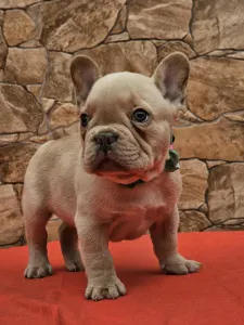 Französische Bulldogge - Daniel