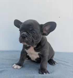 Francia bulldog - Arthur