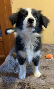Border Collie - Generico