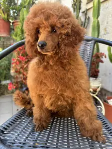 Pudeli de jucarie si pitici - Bruno